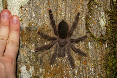 Avicularia juruensis