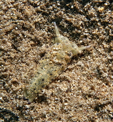 Plakobranchus ocellatus