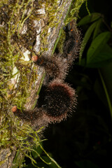 Avicularia juruensis