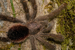 Avicularia juruensis
