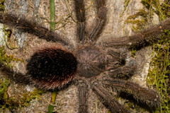 Avicularia juruensis
