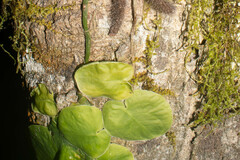 Monstera spruceana