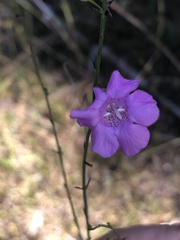 Agalinis oligophylla