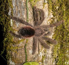 Avicularia juruensis