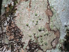 Neoprotoparmelia capitata
