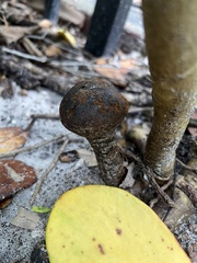 Pisolithus arhizus