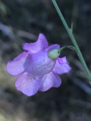 Agalinis oligophylla