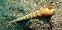 Terebra guttata