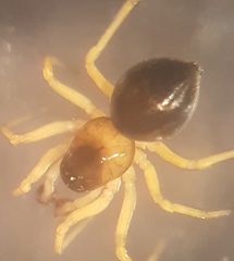 Trichopternoides thorelli