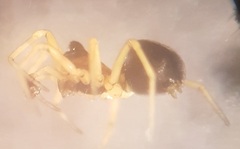 Trichopternoides thorelli