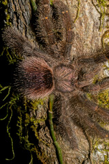 Avicularia juruensis