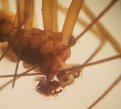 Taranucnus setosus