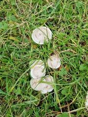 Clitocybe rivulosa