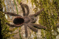 Avicularia juruensis