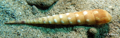 Terebra guttata