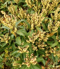 Pieris floribunda