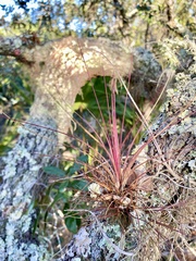 Tillandsia setacea