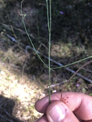 Agalinis oligophylla