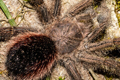Avicularia juruensis