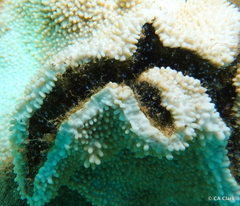 Nemalecium lighti