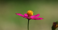 Cosmos caudatus