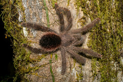 Avicularia juruensis