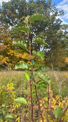 Pyrus calleryana