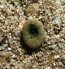 Echinozoa