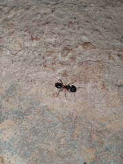 Camponotus maculatus