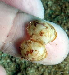 Lioconcha hieroglyphica