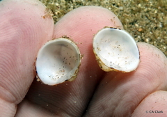 Lioconcha hieroglyphica