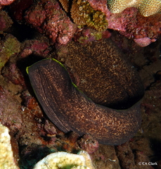 Gymnothorax flavimarginatus