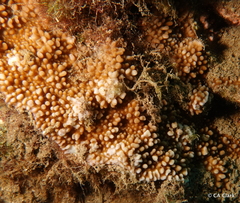 Montipora