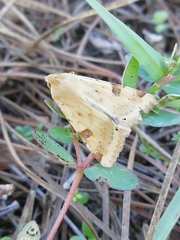 Heliothis peltigera