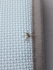 Philodromus dispar