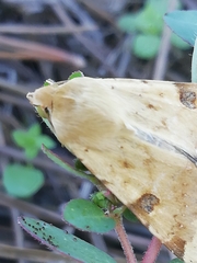 Heliothis peltigera