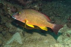 Lutjanus fulvus