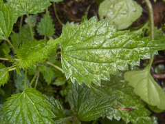 Urtica incisa