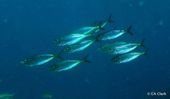 Selar crumenophthalmus
