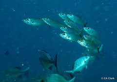 Selar crumenophthalmus