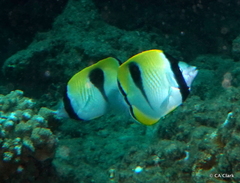 Chaetodon unimaculatus