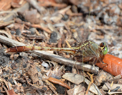 Arigomphus pallidus