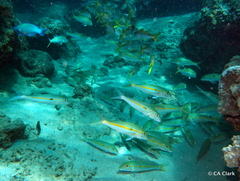 Mulloidichthys flavolineatus