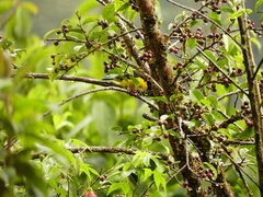 Anisognathus somptuosus