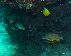 Labroides phthirophagus