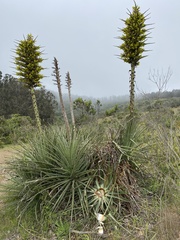 Puya chilensis