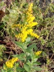 Solidago rugosa