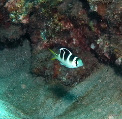 Monotaxis grandoculis