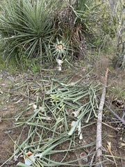 Puya chilensis