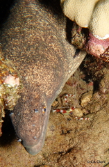 Stenopus hispidus